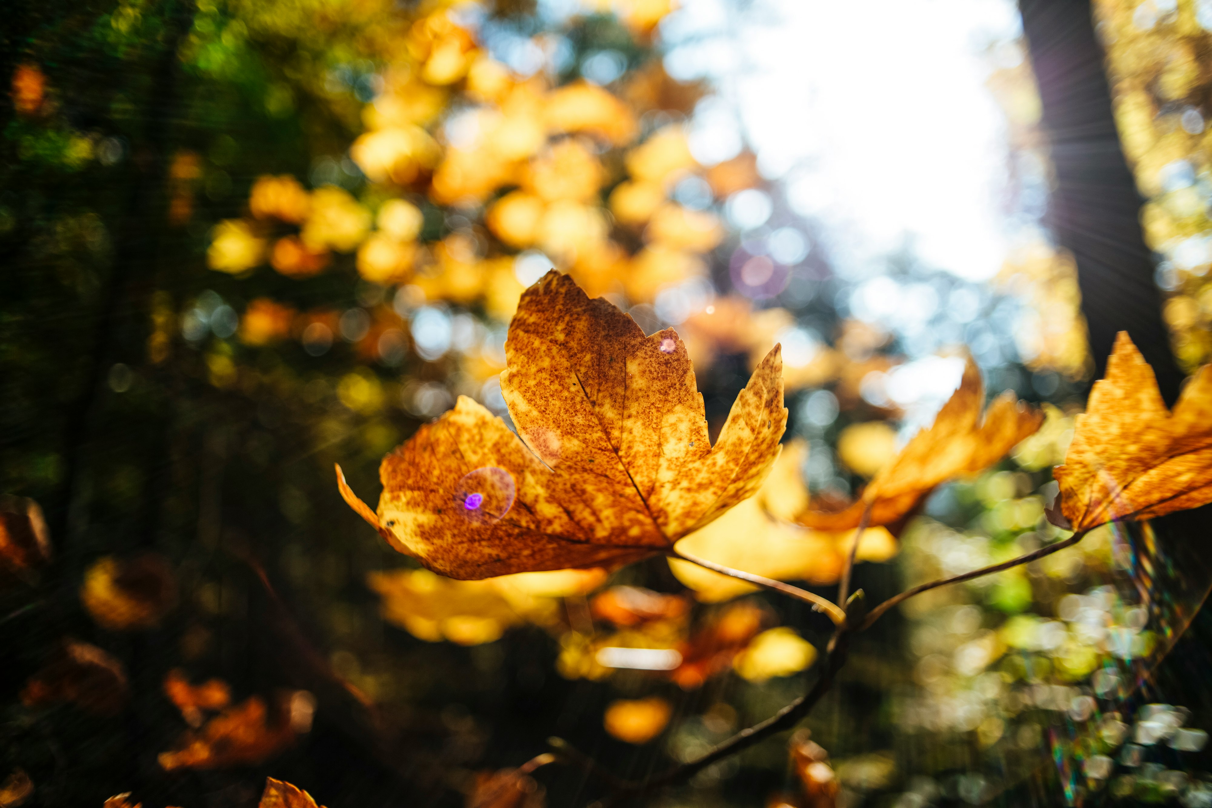 brown leaves in tilt shift lens